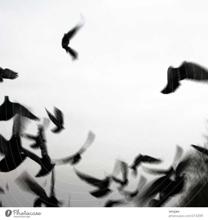 Vanishing Misguided Ghosts Nature Animal Air Sky Bird Wing Group of animals Flock Movement Flying Wild Black Flee Black & white photo Exterior shot Deserted