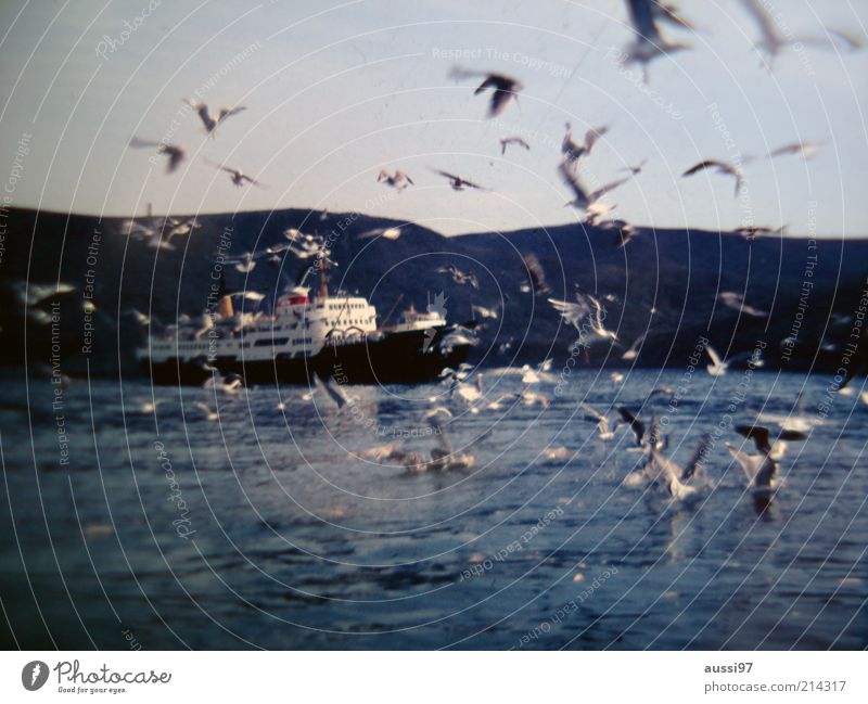 suspense Tension Attack Bird Seagull Crossing Ferry Blur Hill Landscape Nature Lake Ocean Watercraft Navigation Deserted Flock Flying Wing Sky Reflection