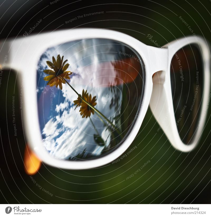 Summer comes and goes... Nature Plant Clouds Spring Flower Accessory Eyeglasses Sunglasses Blue Yellow Green Black White Reflection Mirror image Perspective