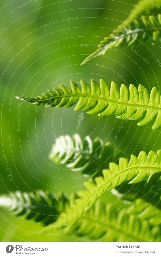 Fern in the evening light Environment Nature Plant Elements Summer Climate Weather Beautiful weather Leaf Foliage plant Wild plant Looking Illuminate Pattern