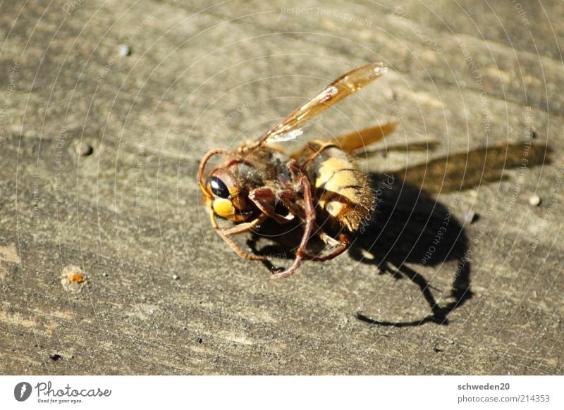 work until you fall down Animal Dead animal Bee Animal face Wing Lie Brown Yellow Death Wasps Curved Insect Colour photo Exterior shot Copy Space left