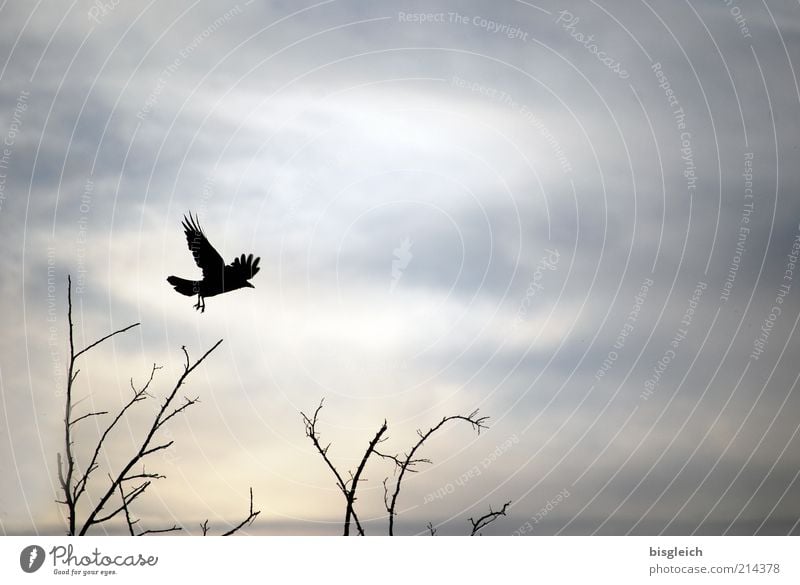 launch Sky Bushes Animal Bird Wing 1 Flying Gray Colour photo Subdued colour Exterior shot Copy Space right Evening Twilight Silhouette Landing