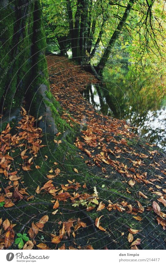 cong woods Autumn River bank more congresive cong co.mayo Calm Idyll Forest Nature Leaf Moss Tree trunk Root Multicoloured Colour photo Exterior shot Deserted