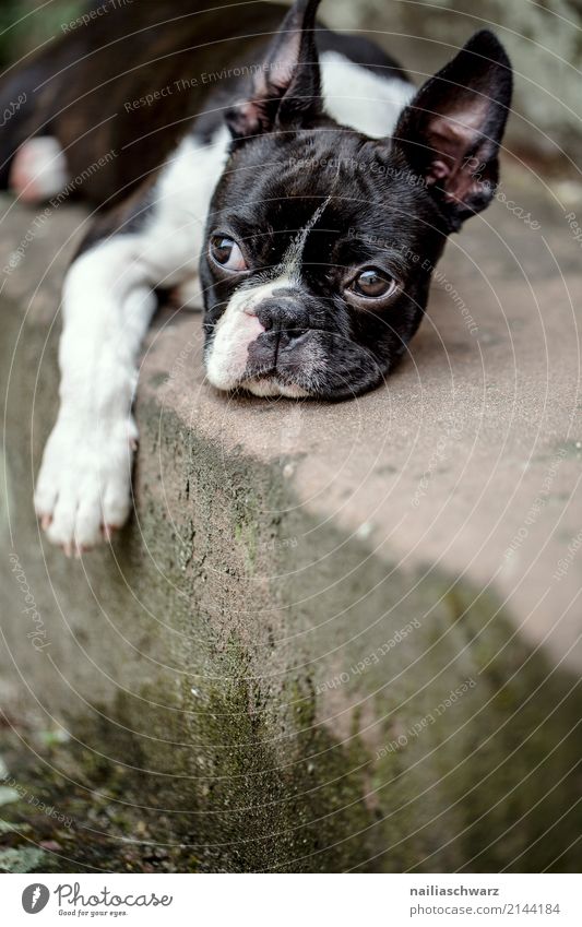 Boston Terrier Portrait Summer Warmth Stairs Animal Pet Dog 1 Baby animal Stone Concrete Observe Relaxation To enjoy Sleep Friendliness Happiness Natural