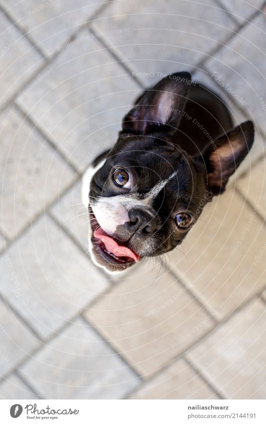 happy Boston Terrier Summer Warmth Animal Pet Dog French Bulldog 1 Baby animal Stone Concrete Observe Looking Sit Playing Wait Friendliness Happiness Happy
