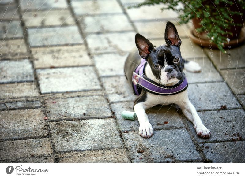 Boston Terrier Summer Warmth Animal Pet Dog Animal face boston terrier French Bulldog 1 Baby animal Stone Concrete Observe Relaxation Lie Looking Sleep Dream