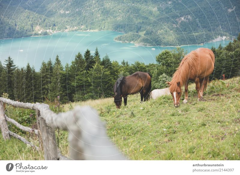 Horses graze on the mountain Leisure and hobbies Ride Vacation & Travel Tourism Trip Summer Summer vacation Mountain Hiking Climbing Mountaineering Nature