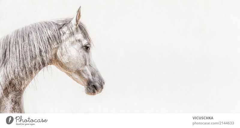 Portrait of thoroughbred Arabian horse head Lifestyle Animal Horse 1 Flag Energy Background picture Horse's head White Gray Colour photo Exterior shot Close-up