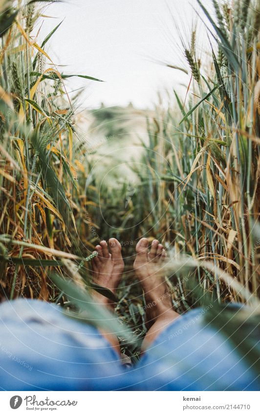 Summer feet in the field Lifestyle Harmonious Well-being Contentment Senses Relaxation Calm Leisure and hobbies Trip Freedom Human being Feet 1 Environment