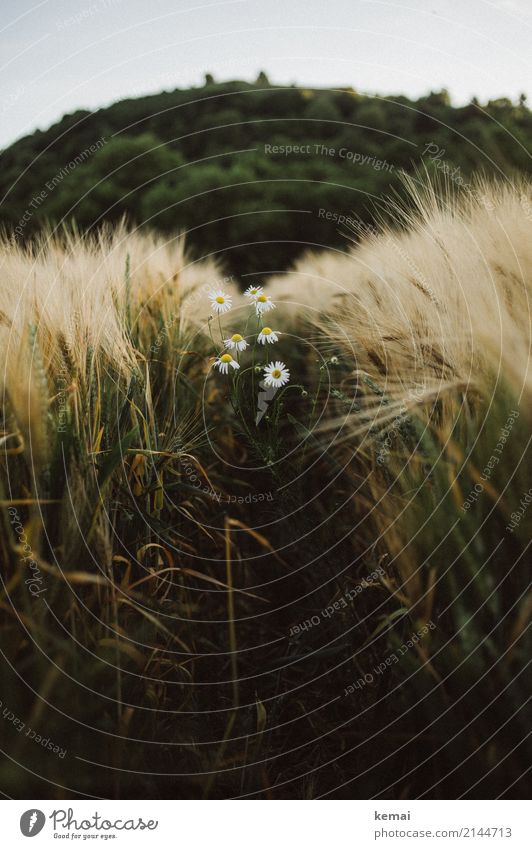 Cornfield and Marguerites Harmonious Well-being Relaxation Calm Environment Nature Plant Cloudless sky Summer Beautiful weather Blossom Agricultural crop Barley