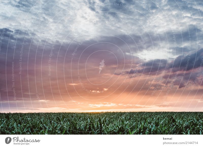 Buzzer Field Harmonious Calm Far-off places Freedom Environment Nature Landscape Sky Clouds Sunrise Sunset Summer Beautiful weather Plant Agricultural crop