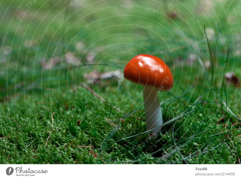 how to wear hats Leisure and hobbies Summer Growth Beautiful Small Natural Green Red White Perspective Colour photo Exterior shot Copy Space left Mushroom