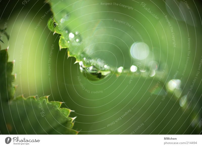 ZickeZacke Nature Water Drops of water Plant Wild plant Illuminate Fresh Green Dew Colour photo Exterior shot Macro (Extreme close-up) Copy Space right