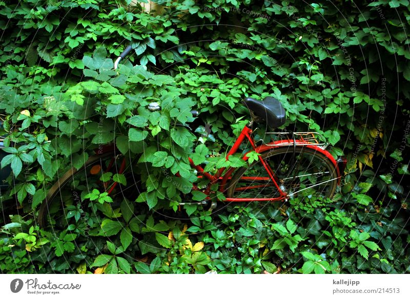 symbiosis Lifestyle Environment Nature Climate change Plant Ivy Foliage plant Wild plant Means of transport Green Red Uniqueness End Apocalyptic sentiment
