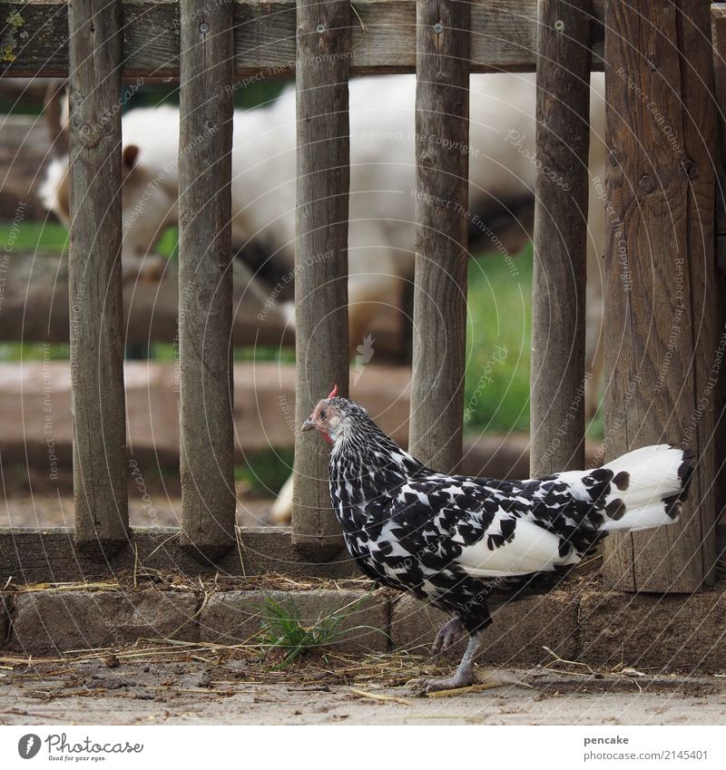 ene visit em zoo Summer Pet Farm animal Zoo 2 Animal Curiosity Interest Bantam Goats Fence Wooden fence Captured Observe Colour photo Subdued colour