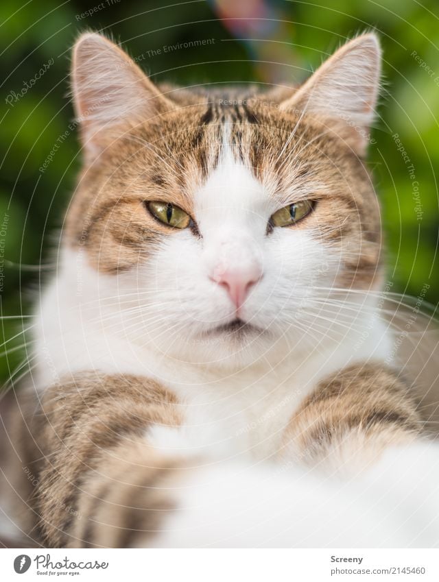 Just...don't...blink.... Nature Animal Pet Cat 1 Observe Looking Serene Patient Calm Colour photo Exterior shot Close-up Deserted Day Animal portrait Upper body