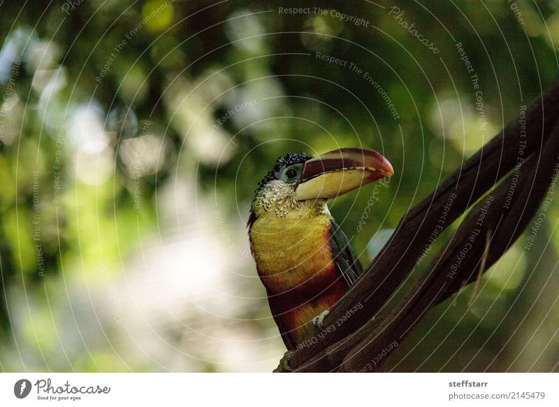 Curl-crested Aracari called Pteroglossus beauharnaesii Tree Forest Virgin forest Animal Wild animal Bird Animal face 1 Brown Multicoloured Yellow Gold Green