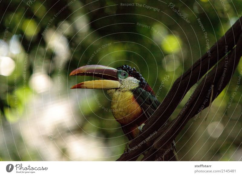 Curl-crested Aracari called Pteroglossus beauharnaesii Tree Forest Virgin forest Animal Wild animal Bird 1 Blue Multicoloured Yellow Gold Orange Red White