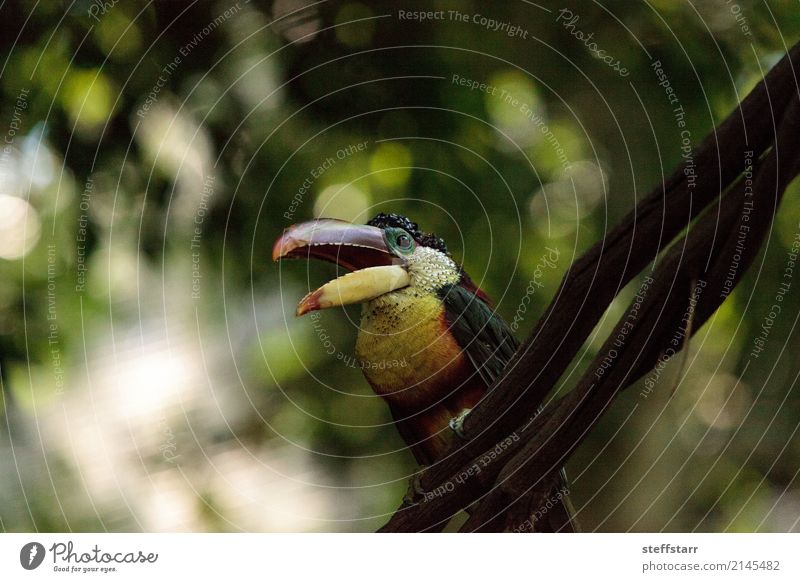 Curl-crested Aracari called Pteroglossus beauharnaesii Tree Forest Virgin forest Animal Bird 1 Multicoloured Yellow Gold Green Red Tucans South America