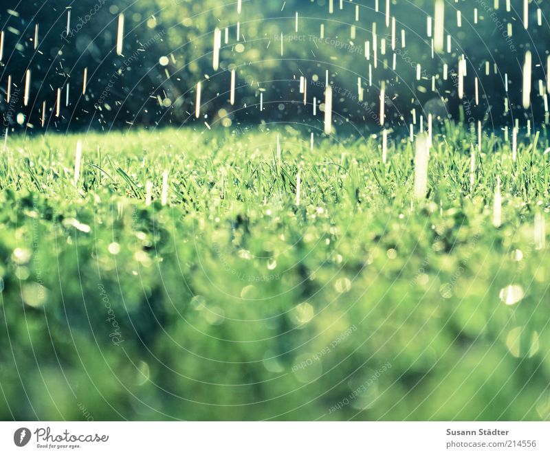 summer rain Earth Water Drops of water Summer Climate change Beautiful weather Bad weather Rain Grass Bushes Garden Meadow Exceptional Wet Natural Dripping Cast