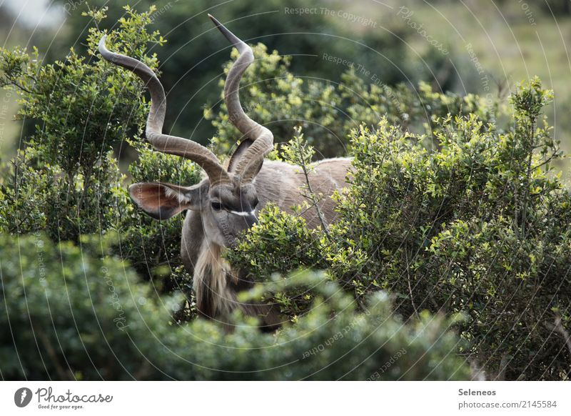 kudu Kudu Animal Adventure Animal portrait Animal face Wild animal Wildlife photography wildlife Cor anglais antlers bush Safari Nature Exterior shot