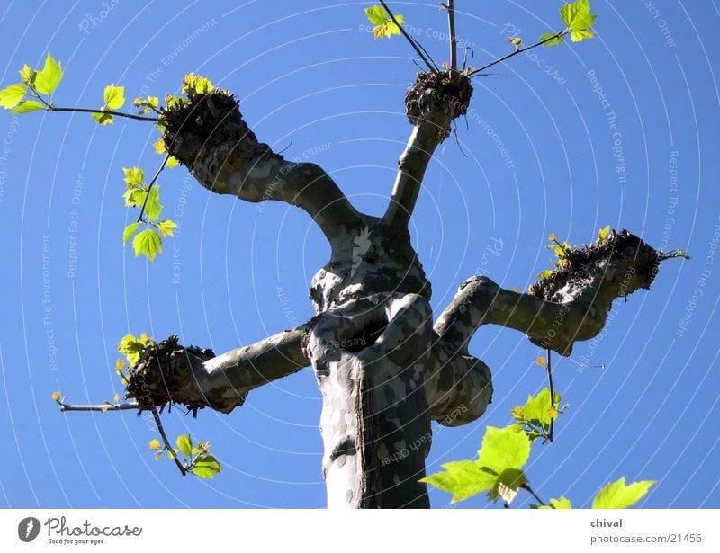 spring Tree Leaf Green Headstrong American Sycamore Sky Blue Tree trunk Branch Twig