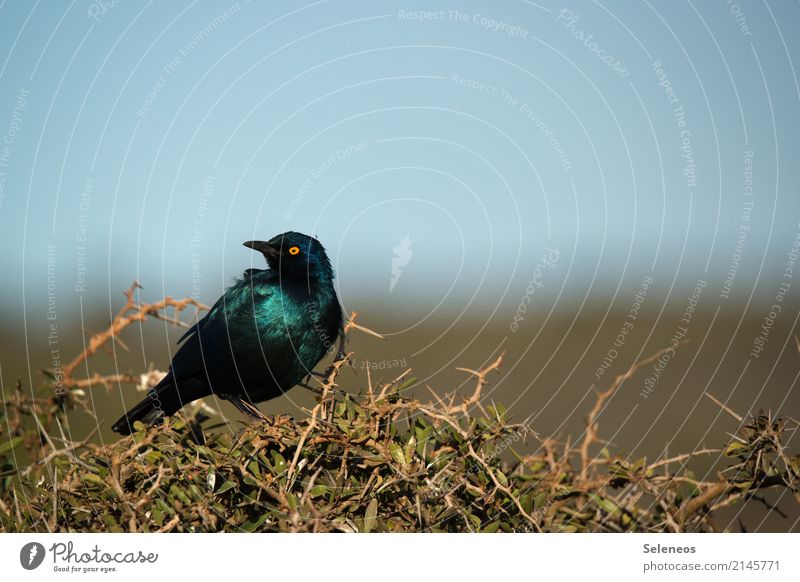 Glossy Starling Vacation & Travel Trip Far-off places Freedom Expedition Bushes Animal Wild animal Bird Animal face 1 Natural Ornithology Colour photo