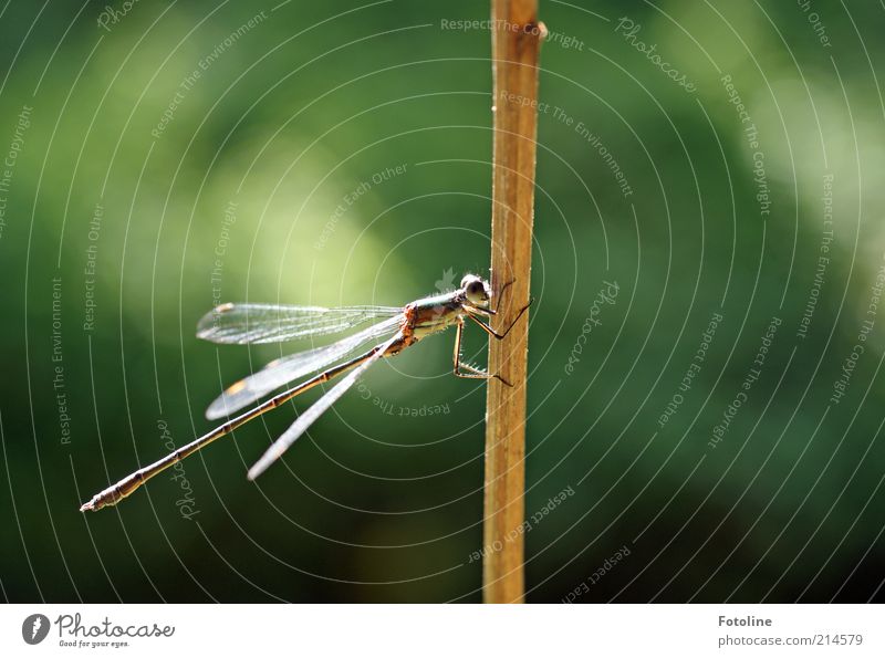 Short break Environment Nature Plant Animal Elements Air Summer Wild animal Wing 1 Sit Bright Natural Brown Green Insect Dragonfly Blade of grass Shriveled