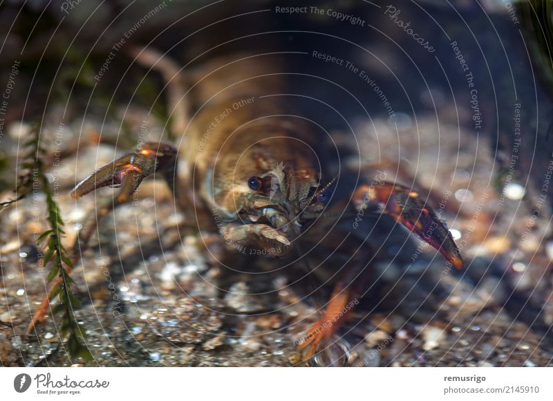 Close-up on a crab Seafood Summer Ocean Nature Animal River Fresh arthropod claw crustacean fish Gourmet invertebrate marine Meal Shell Shellfish water Valiug