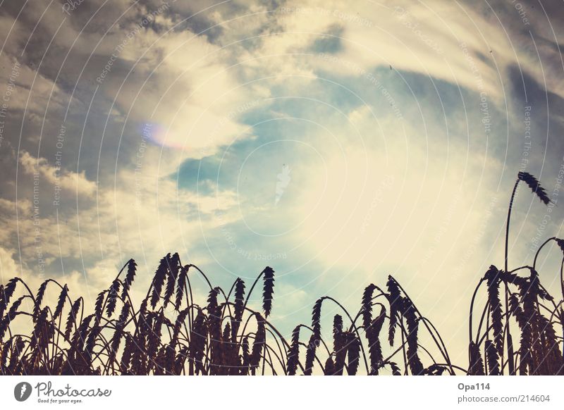 shinin' trough Environment Nature Plant Air Sky Clouds Storm clouds Sun Sunlight Summer Weather Beautiful weather Foliage plant Agricultural crop Field