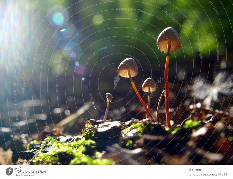 sunlight funghi Environment Nature Plant Forest Exceptional Glittering Natural Beautiful Mushroom Sunbeam Lens flare Woodground Glimmer Moss Leaf Ground Jinxed