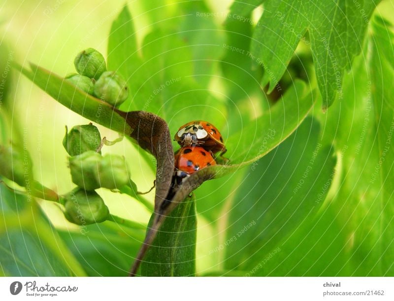 augmentation Leaf Seven-spot ladybird Propagation Ladybird Beetle Summer In pairs Pair of animals