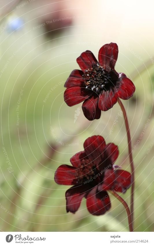 chocolate flower - towards the sun Environment Nature Plant Flower Blossom Red Esthetic Burgundy Velvety chocolate red chocolate-brown Colour photo
