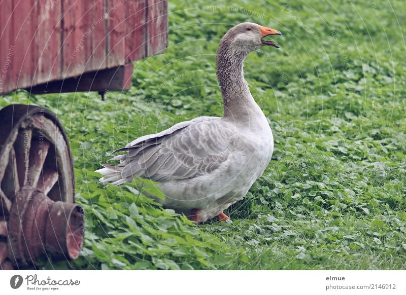 Jolanda has release (1) Summer Pet Wing Goose Movement Walking Looking Scream Aggression Threat Smart Gray Joie de vivre (Vitality) Romance Watchfulness