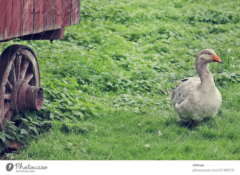 Jolanda has release (3) Summer Grass Pet Goose pomeranian goose Poultry Feather Observe Stand Authentic Free Gray Joie de vivre (Vitality) Romance Serene Modest