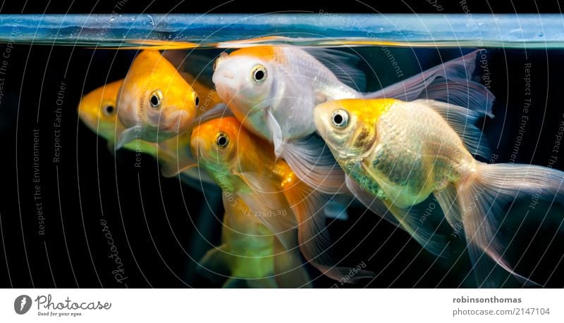 Gold fishes grouped together in fresh water aquarium Nature Plant Animal Pet Fish Aquarium Group of animals Movement Wait Friendliness Happiness Red Black White