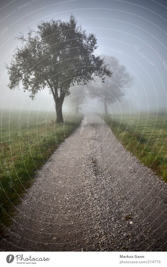 dirt road Nature Air Autumn Weather Bad weather Fog Meadow Field Moody Dream Grief Germany Footpath Grass Green Tree Lanes & trails Gravel Gravel path Gray Haze