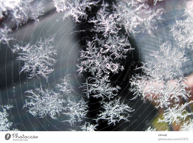 ice flowers Cold Winter Frozen Freeze Crystal structure Hoar frost Frostwork Snow Ice sublimation Star (Symbol)