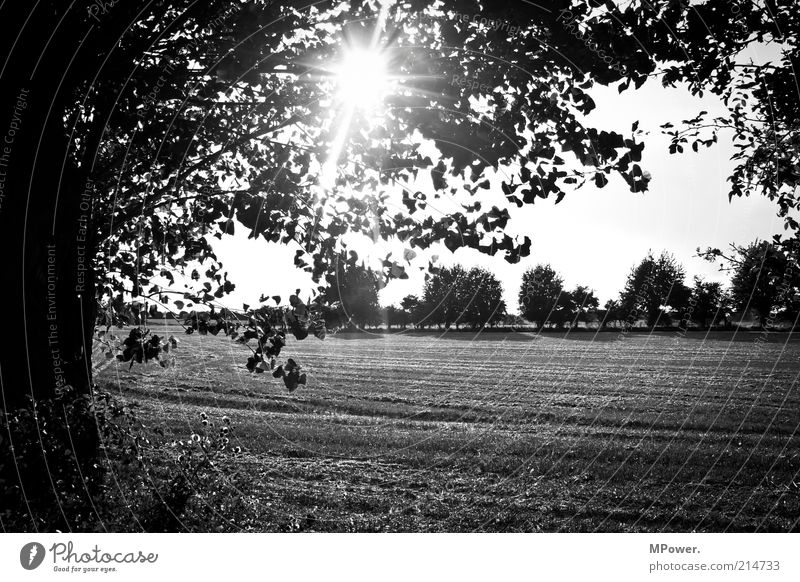 black and white Trip Summer Summer vacation Nature Tree Field Creativity Silhouette Stubble field Sunbeam Black & white photo Exterior shot Deserted Evening