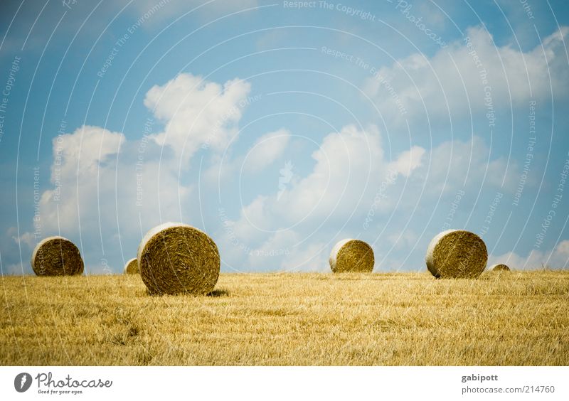 sushi Environment Nature Landscape Plant Earth Sky Clouds Summer Beautiful weather Agricultural crop Hay bale Field Positive Blue Yellow Agriculture