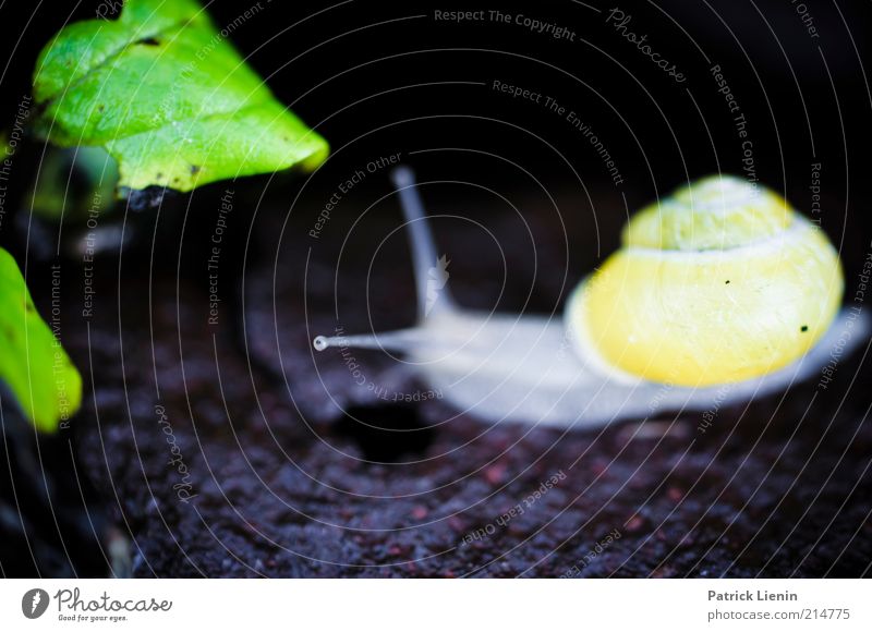 at snail's pace Environment Nature Plant Animal Leaf Farm animal Wild animal Snail 1 Movement Esthetic Bright Beautiful Wet Cute Slimy Yellow Colour photo