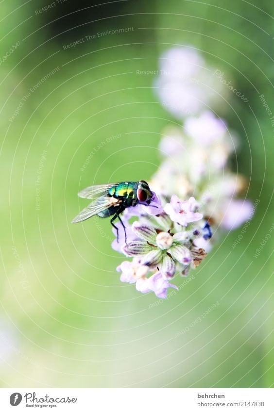 Inconspicuous detail, fly to lavender. Nature Plant Animal Summer Flower Leaf Blossom Lavender Garden Park Meadow Wild animal Fly Animal face Wing 1 Blossoming