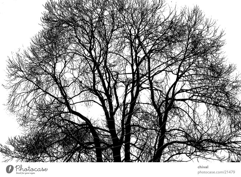 Tree in winter Winter Branch Twig Contrast black ice