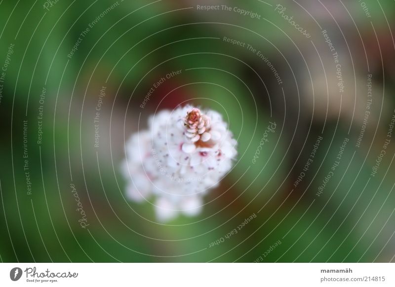 blossom Flower Blossom Soft Delicate Blossoming Point Green White Detail Nature Macro (Extreme close-up) Blossom leave Blur Neutral Background Bird's-eye view 1