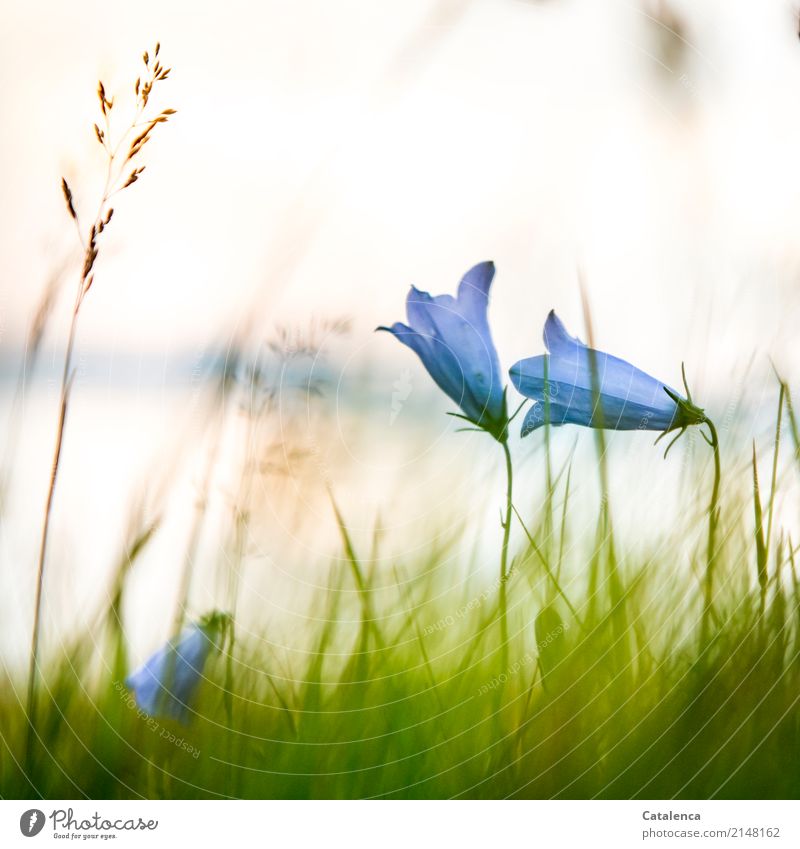 Towards the sun bellflowers stretch in the tall grass Nature Plant Sky Sunrise Sunset Summer Beautiful weather Flower Grass Blossom Wild plant Bluebell
