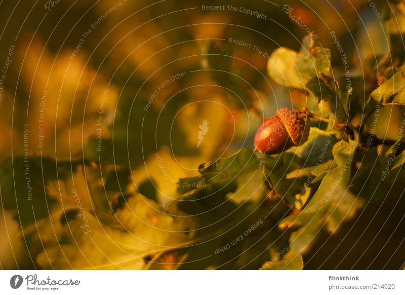 autumn is coming Environment Nature Sunlight Autumn Beautiful weather Tree Acorn Oak leaf Oak forest Fruit Bright Brown Yellow Green Change Colour photo