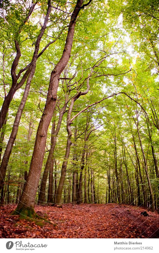 autumn forest Environment Nature Landscape Plant Autumn Weather Beautiful weather Tree Foliage plant Wild plant Forest Virgin forest Esthetic Autumn leaves