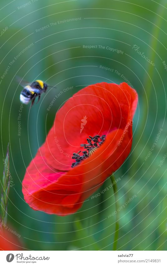 Flight to the poppy Nature Plant Animal Summer Flower Blossom Poppy Corn poppy Field Bumble bee bumblebee Insect 1 Blossoming Flying Green Red Target