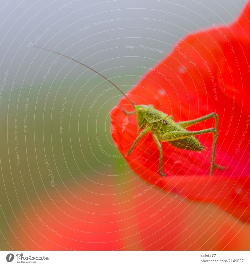 enjoy your meal Nature Sky Summer Flower Blossom Corn poppy Animal Locust Long-horned grasshopper Insect 1 To feed To enjoy Blue Green Red Feeler Delicious