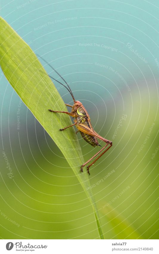 top of page Environment Nature Sky Summer Plant Leaf Field Animal Insect Locust Long-horned grasshopper 1 Crawl Blue Green Target Feeler Antenna Upward